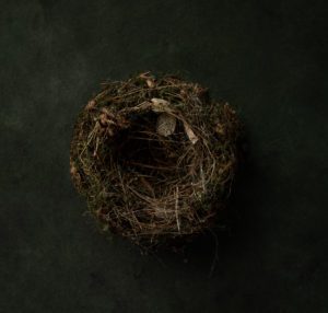 bird nest digital backdrop